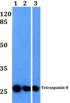 CO-029/TSPAN8 Antibody