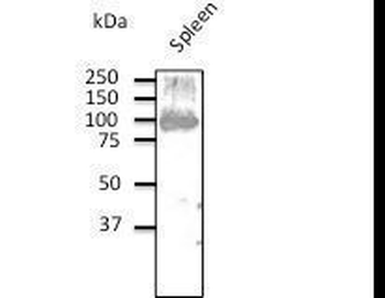CD19 Antibody