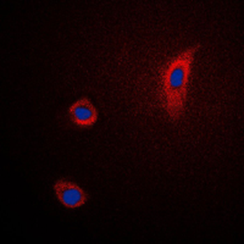 PTGS2/COX2/COX-2 Antibody