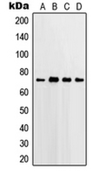 PTGS2/COX2/COX-2 Antibody
