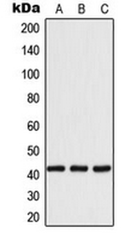 YWHAH/14-3-3 Eta Antibody