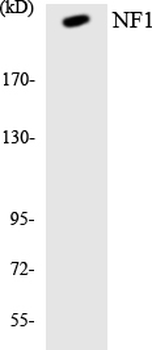 Neurofibromin/NF1 Antibody