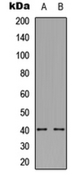 TROP2/TACSTD2 Antibody