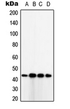 TUSC3 Antibody