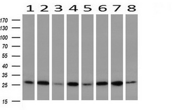 GBAS Antibody