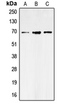 SLC6A1/GAT-1 Antibody