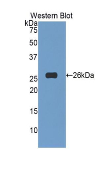 TNFSF14/LIGHT Antibody