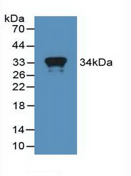 MX1/MX Antibody