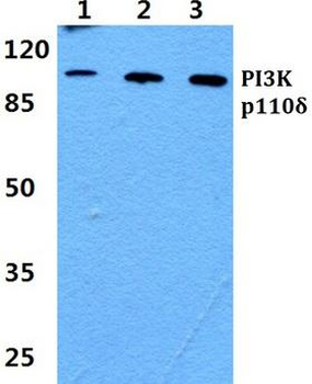 PIK3CD/PI3K Delta Antibody