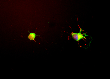 MAPT/Tau Antibody