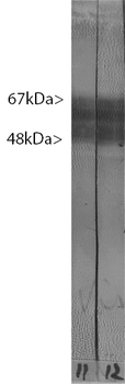 MAPT/Tau Antibody