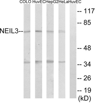 NEI3/NEIL3 Antibody