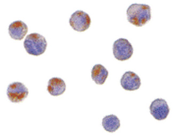 C1QTNF6/CTRP6 Antibody