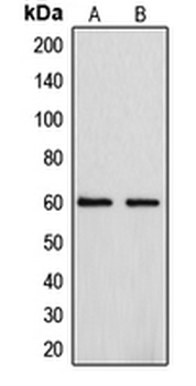 CYP4F2 Antibody