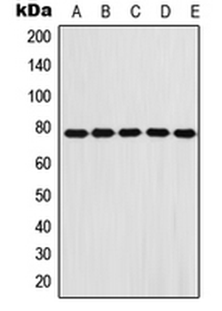 FBLN1/Fibulin 1 Antibody