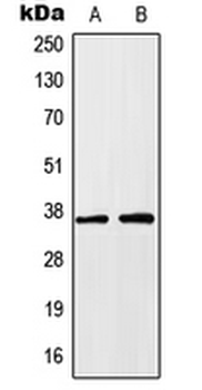 HOXA1 Antibody