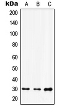 HOXD12 Antibody
