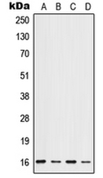 ID/ID1 Antibody