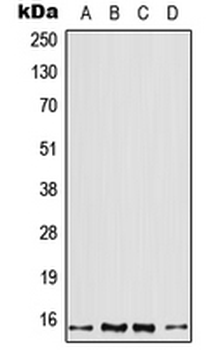PFN2/Profilin 2 Antibody