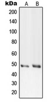 PRIM1 Antibody