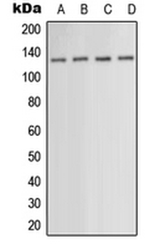 PKN1 Antibody