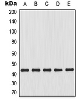 GJA1/CX43/Connexin 43 Antibody
