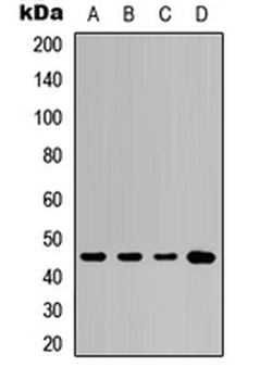 KRT20/CK20/Cytokeratin 20 Antibody
