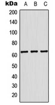 KRT84/Keratin 84/KRTHB4 Antibody