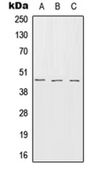 SERPINB7/MEGSIN Antibody