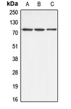 ABCB10 Antibody