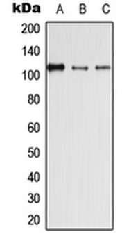 DSG4/Desmoglein 4 Antibody