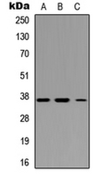 IRF1/MAR Antibody
