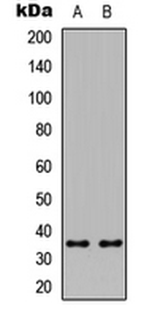 CREM/ICER Antibody