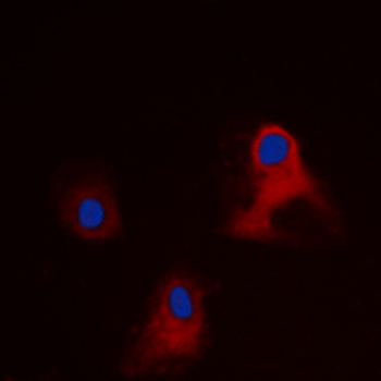 EIF3L/EIF3EIP Antibody