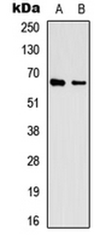 EIF3L/EIF3EIP Antibody