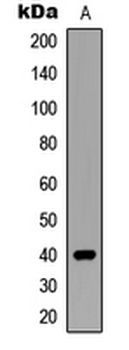SIAH2 Antibody