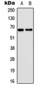 EPN2 Antibody