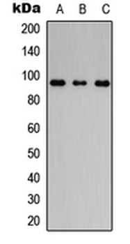 FLG/Filaggrin Antibody
