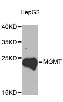 MGMT Antibody