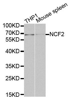 NCF2/NOXA2/p67phox Antibody