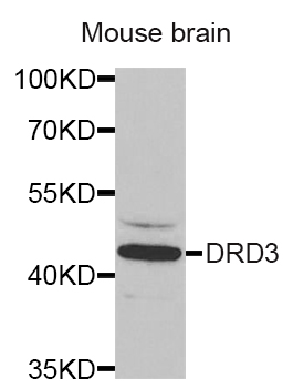DRD3/Dopamine Receptor D3 Antibody
