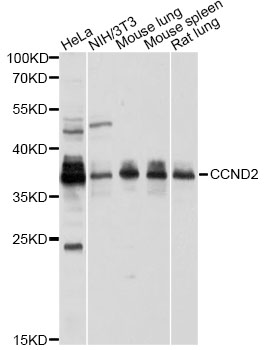 CCND2/Cyclin D2 Antibody