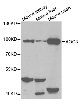 AOC3/VAP-1 Antibody