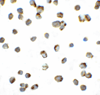 PDCD1/CD279/PD-1 Antibody