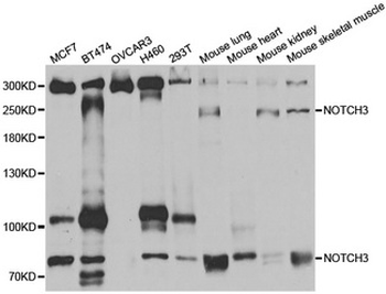 NOTCH3 Antibody