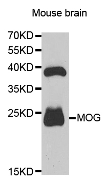 MOG Antibody