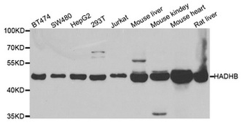 HADHB Antibody