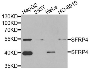 SFRP4 Antibody