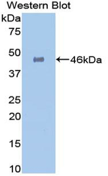 GLA/Alpha Galactosidase Antibody