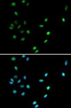 AML1/RUNX1 Antibody